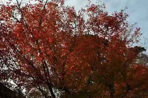 談山神社の自然