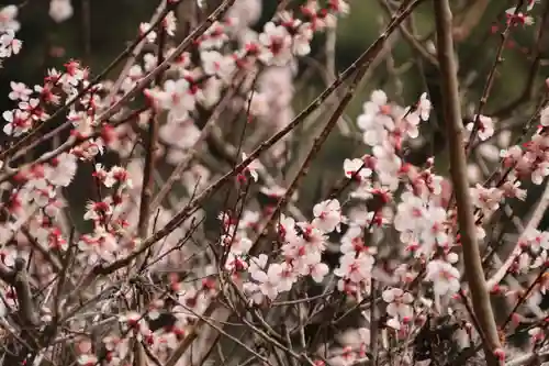 愛宕神社の自然