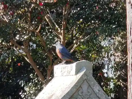 住吉神社の動物