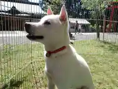 丹生都比売神社の動物