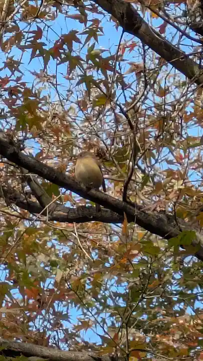 宝蔵寺(京都府)