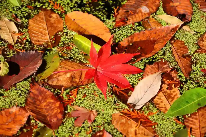 鹿島大神宮の自然