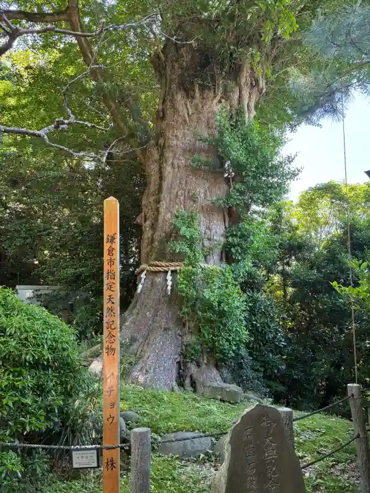 荏柄天神社の{uncategorized: "未分類", other: "その他", undefined: "問題あり", building: "その他建物", grave: "お墓", sacred_gate: "鳥居", guardian: "狛犬", statue: "像", buddha: "仏像", history: "歴史", nature: "自然", garden: "庭園", animal: "動物", pagoda: "塔", temizu: "手水舎", mountain_gate: "山門・神門", sanctuary: "本殿・本堂", subordinate: "末社・摂社", art: "芸術", scenery: "景色", jizo: "地蔵", ema: "絵馬", goshuin: "御朱印", omikuji: "おみくじ", items: "授与品その他", amulet: "お守り", goshuincho: "御朱印帳", eats: "食事", festival: "お祭り", votive_dance: "神楽", shichigosan: "七五三参", wedding: "結婚式", experience: "体験その他", initially: "初詣", around: "周辺", anti_infection: "感染症対策"}