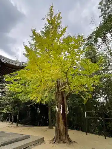 須賀神社の自然