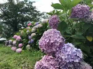 信行寺の自然(2021年06月21日(月) 07時02分57秒投稿)