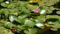 天鏡院(京都府)