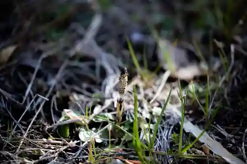 大山阿夫利神社の自然