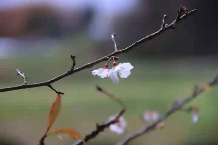 鹿島大神宮の自然