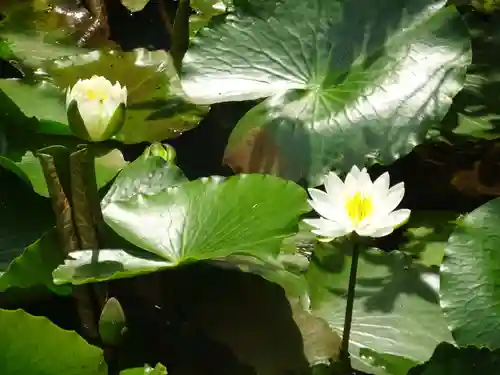 天台宗　長窪山　正覚寺の自然