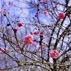 陽林寺の自然