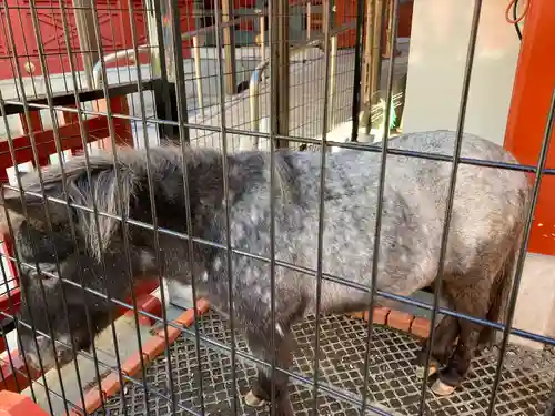 神田神社（神田明神）の動物