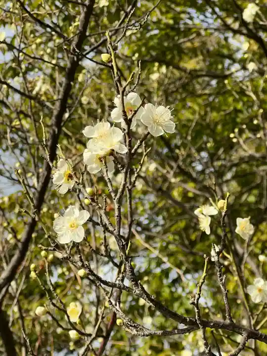 住吉大社の{uncategorized: "未分類", other: "その他", undefined: "問題あり", building: "その他建物", grave: "お墓", sacred_gate: "鳥居", guardian: "狛犬", statue: "像", buddha: "仏像", history: "歴史", nature: "自然", garden: "庭園", animal: "動物", pagoda: "塔", temizu: "手水舎", mountain_gate: "山門・神門", sanctuary: "本殿・本堂", subordinate: "末社・摂社", art: "芸術", scenery: "景色", jizo: "地蔵", ema: "絵馬", goshuin: "御朱印", omikuji: "おみくじ", items: "授与品その他", amulet: "お守り", goshuincho: "御朱印帳", eats: "食事", festival: "お祭り", votive_dance: "神楽", shichigosan: "七五三参", wedding: "結婚式", experience: "体験その他", initially: "初詣", around: "周辺", anti_infection: "感染症対策"}