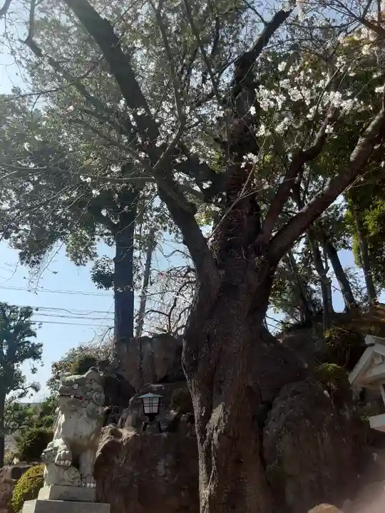 師岡熊野神社(神奈川県)
