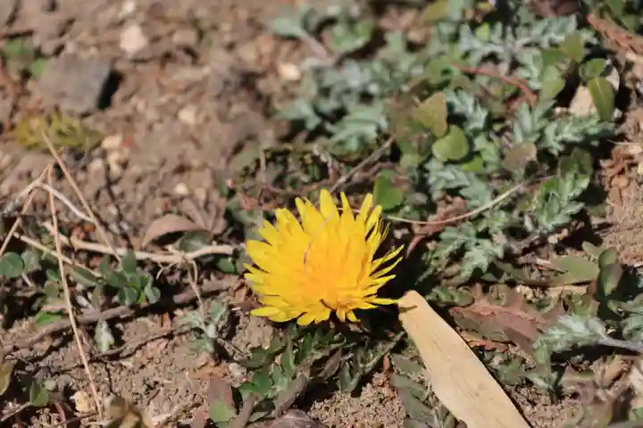 豊景神社の自然