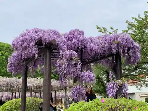 玉敷神社の自然