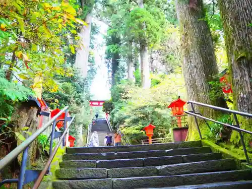 箱根神社の自然