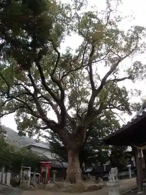 常世岐姫神社の自然
