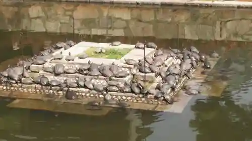 四天王寺の動物