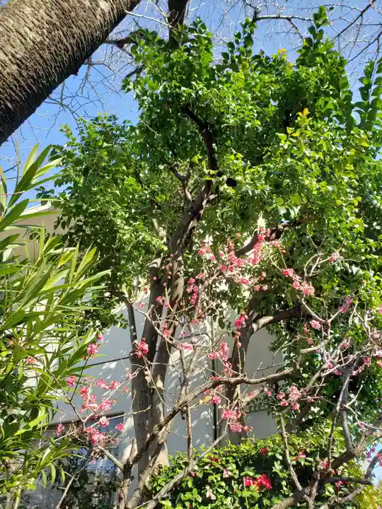 麻布氷川神社の自然