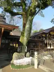 護王神社の自然