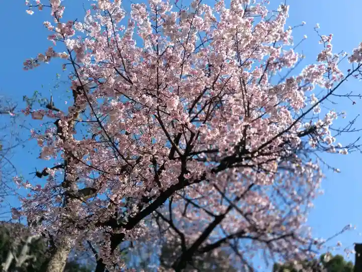 五條天神社の{uncategorized: "未分類", other: "その他", undefined: "問題あり", building: "その他建物", grave: "お墓", sacred_gate: "鳥居", guardian: "狛犬", statue: "像", buddha: "仏像", history: "歴史", nature: "自然", garden: "庭園", animal: "動物", pagoda: "塔", temizu: "手水舎", mountain_gate: "山門・神門", sanctuary: "本殿・本堂", subordinate: "末社・摂社", art: "芸術", scenery: "景色", jizo: "地蔵", ema: "絵馬", goshuin: "御朱印", omikuji: "おみくじ", items: "授与品その他", amulet: "お守り", goshuincho: "御朱印帳", eats: "食事", festival: "お祭り", votive_dance: "神楽", shichigosan: "七五三参", wedding: "結婚式", experience: "体験その他", initially: "初詣", around: "周辺", anti_infection: "感染症対策"}