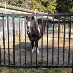 鳥取東照宮（樗谿神社）の動物