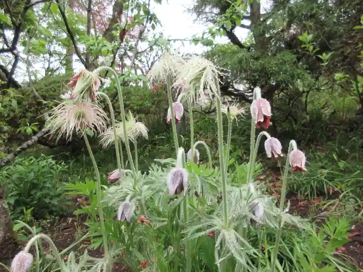 青龍山 吉祥寺の自然
