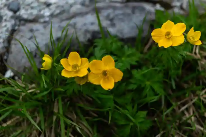 雄山神社峰本社の自然