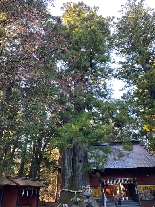 北口本宮冨士浅間神社の自然