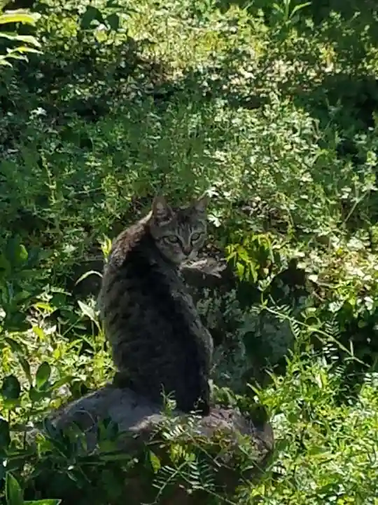 亀山八幡宮(久保八幡神社)の動物