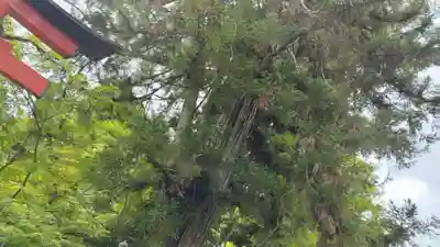 鍬山神社(京都府)