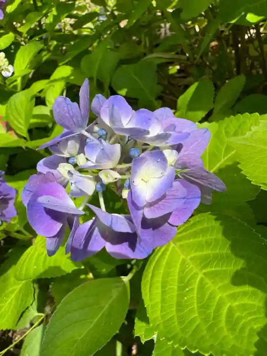 神炊館神社 ⁂奥州須賀川総鎮守⁂(福島県)
