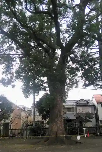 大松氷川神社の自然