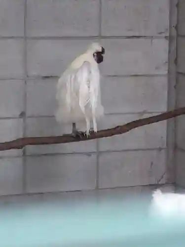 阿智神社の動物