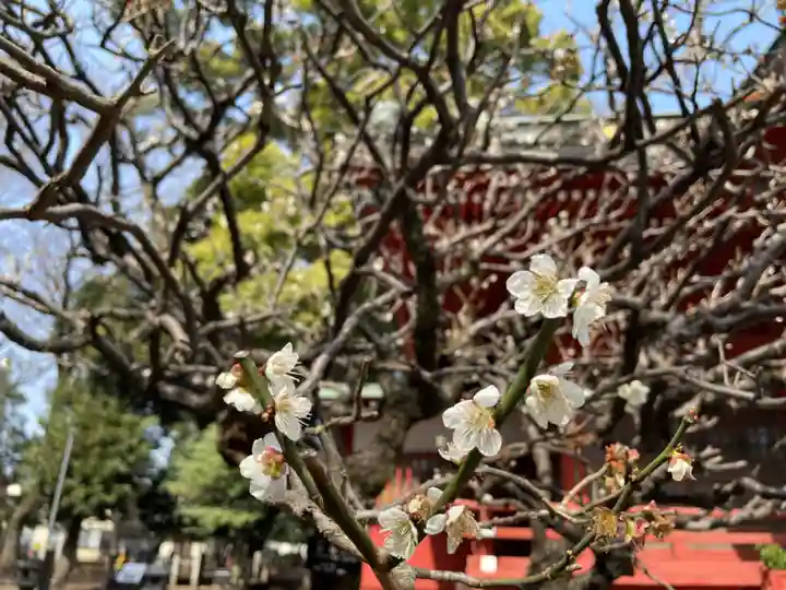 村富神社の自然