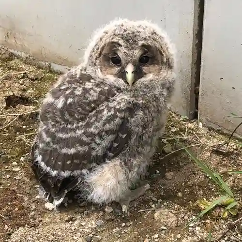 白山姫神社の動物