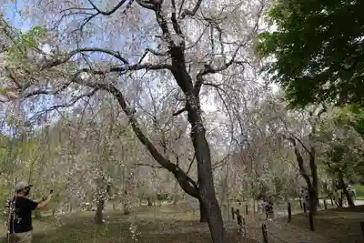 半木神社（賀茂別雷神社境外末社）(京都府)