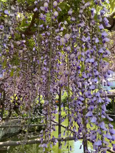亀戸天神社の自然