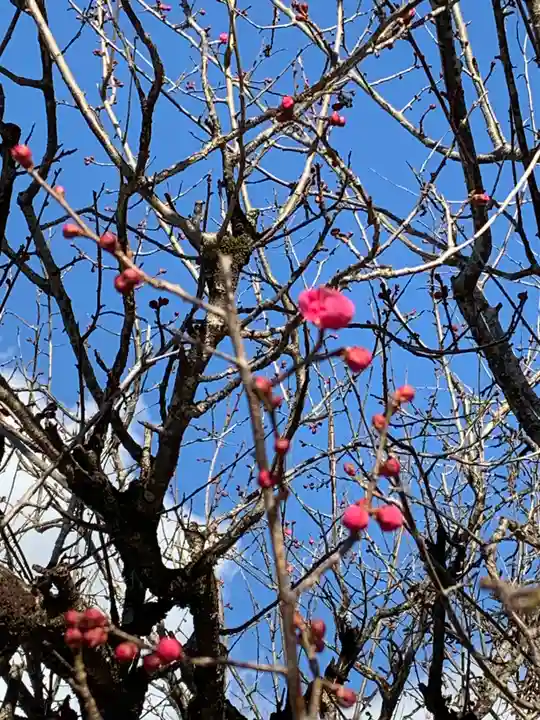 賀茂御祖神社(下鴨神社)の自然