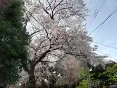 岩槻愛宕神社の自然