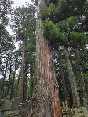 高野山金剛峯寺奥の院(和歌山県)