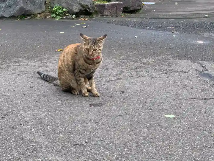 御誕生寺(猫寺)の動物