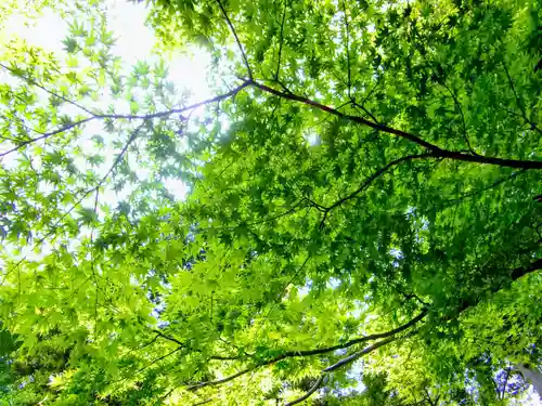 麻賀多神社奥宮の自然