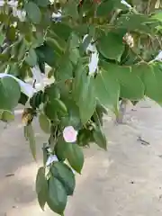 岩屋神社の自然