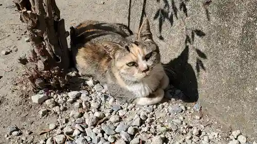 年毛神社の動物