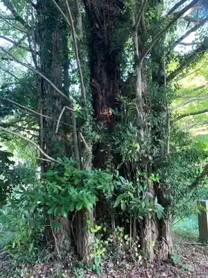 城上神社の自然