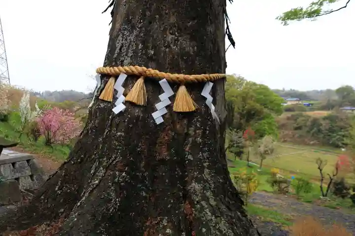阿久津「田村神社」(郡山市阿久津町)旧社名:伊豆箱根三嶋三社の自然