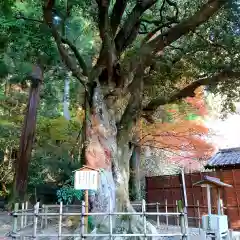 小國神社の自然