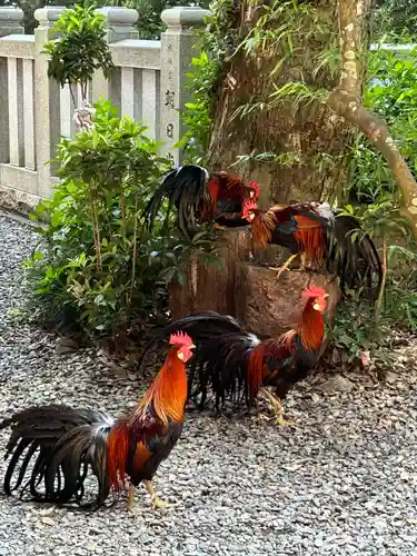 大甕神社(茨城県)
