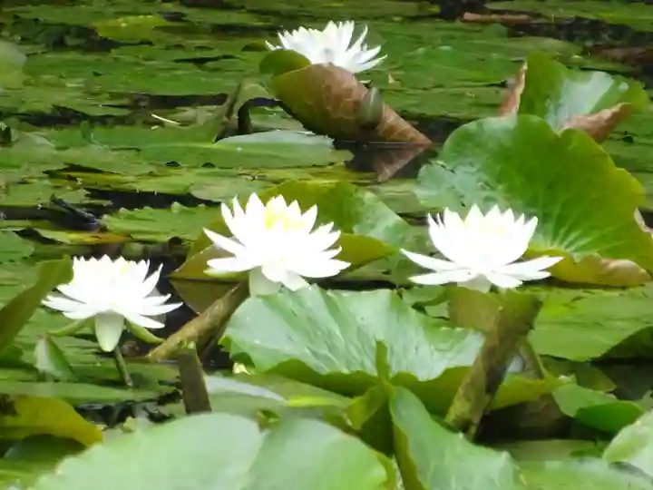 天台宗 長窪山 正覚寺の自然